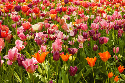 Close-up of pink tulips on field