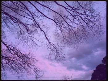 Low angle view of bare trees against blue sky