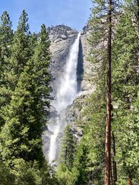 Low angle view of waterfall in forest