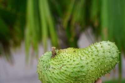 Close-up of green fruit on plant