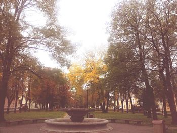 Trees in park against sky