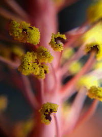 Close-up of yellow flowering plant