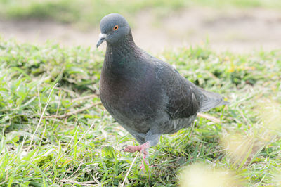 Close-up of pigeon on field