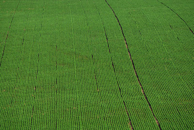 Full frame shot of agricultural field