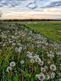 Close-up of flowers growing in field
