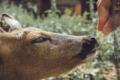 Close-up of hand feeding