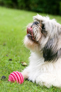 Close-up of dog looking away