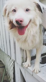 Close-up portrait of a dog