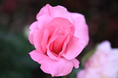 Close-up of pink rose