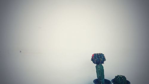 View of flowering plant against sky during winter