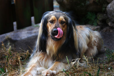 Close-up portrait of dog