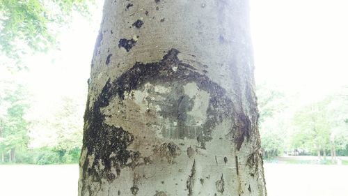 Close-up of tree trunk in forest