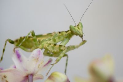 Close-up of insect on flower