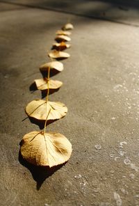 Close-up of dried leaves on footpath