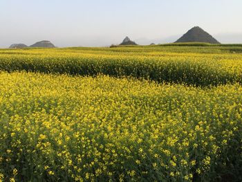 Scenic view of oilseed rape field against sky