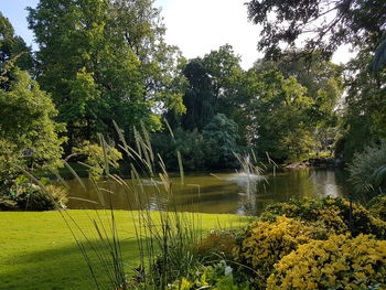 Scenic view of lake by trees in forest