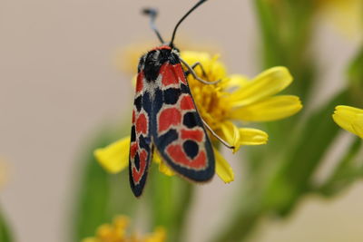 Close-up of butterfly perching on yellow flower