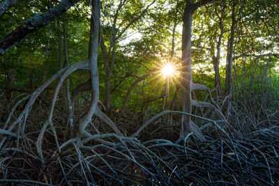 Low angle view of trees in forest against sky