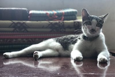 Portrait of cat relaxing on floor