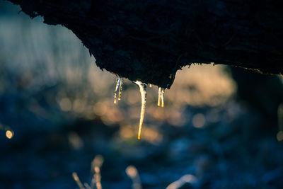 First autumn ice in a frozen morning. fall scenery in northern europe.