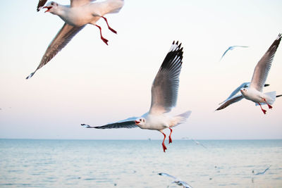 Seagulls flying over sea against sky