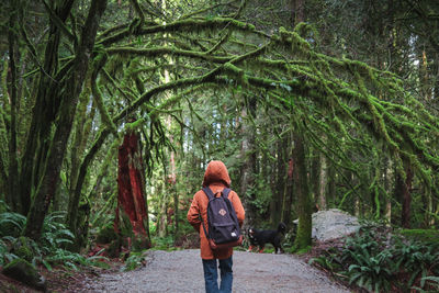 Rear view of man walking in forest