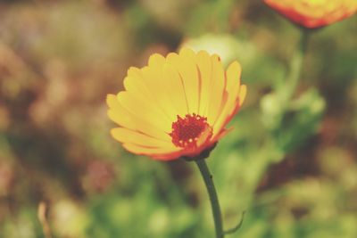 Close-up of yellow flower against blurred background