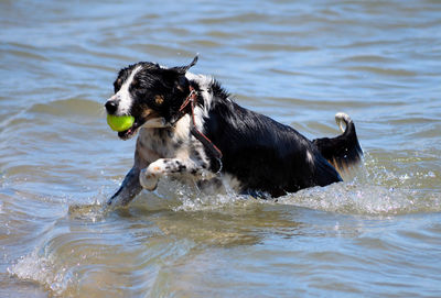 Black dog running in a ball