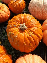 High angle view of pumpkins in pumpkin