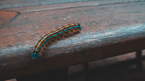 High angle view of insect on table