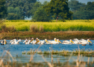 View of pelicans swimming in a lake 