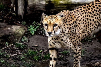 Portrait of cat walking in zoo