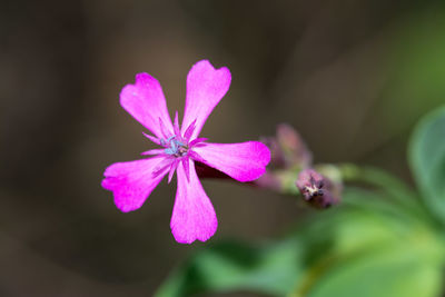 Close-up of pink flower blooming outdoors