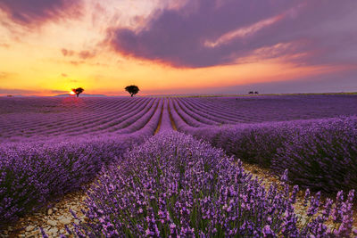 Scenic view of lavender field against sky during sunset