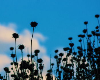 Close-up of palm trees against sky