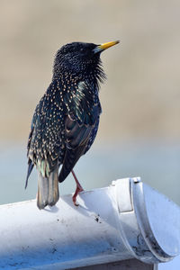 Close-up of a starling perching on a gutter pipe 