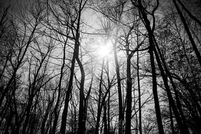 Low angle view of bare trees in forest