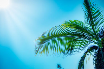 Low angle view of palm tree against sky