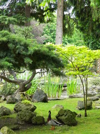 Stream flowing through rocks
