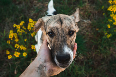 Portrait of dog on field