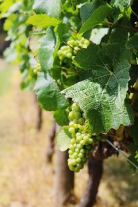 Close-up of grapes growing in vineyard