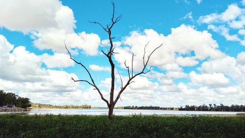 Bare trees on landscape against blue sky