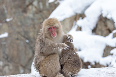 Monkey sitting on snow