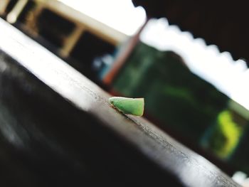 Close-up of plant growing on table