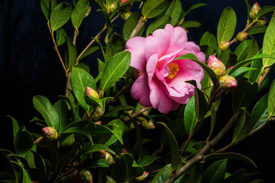 Close-up of pink flowering plant