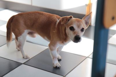 Dog lying on floor at home