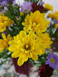 Close-up of yellow flowers blooming outdoors