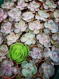 High angle view of succulent plant leaves