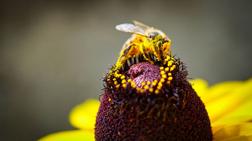 Close-up of insect on yellow flower