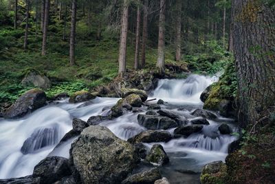 Scenic view of waterfall in forest
